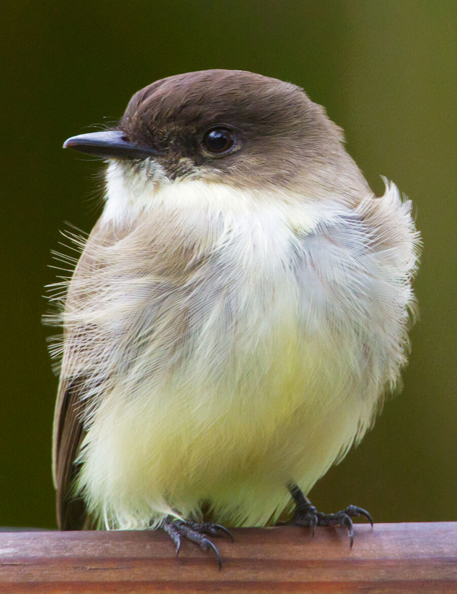 Eastern phoebe